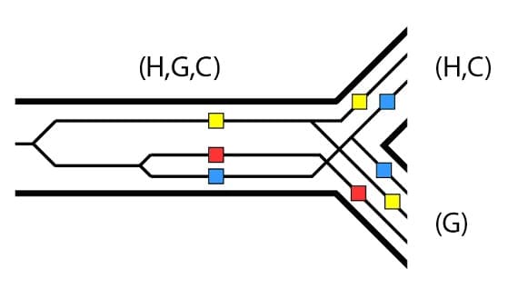Incomplete Lineage Sorting - BioLogos