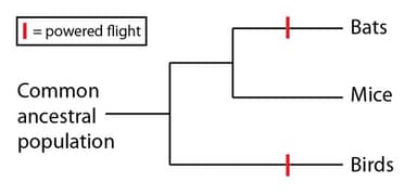Homoplasy and Convergent Evolution - BioLogos