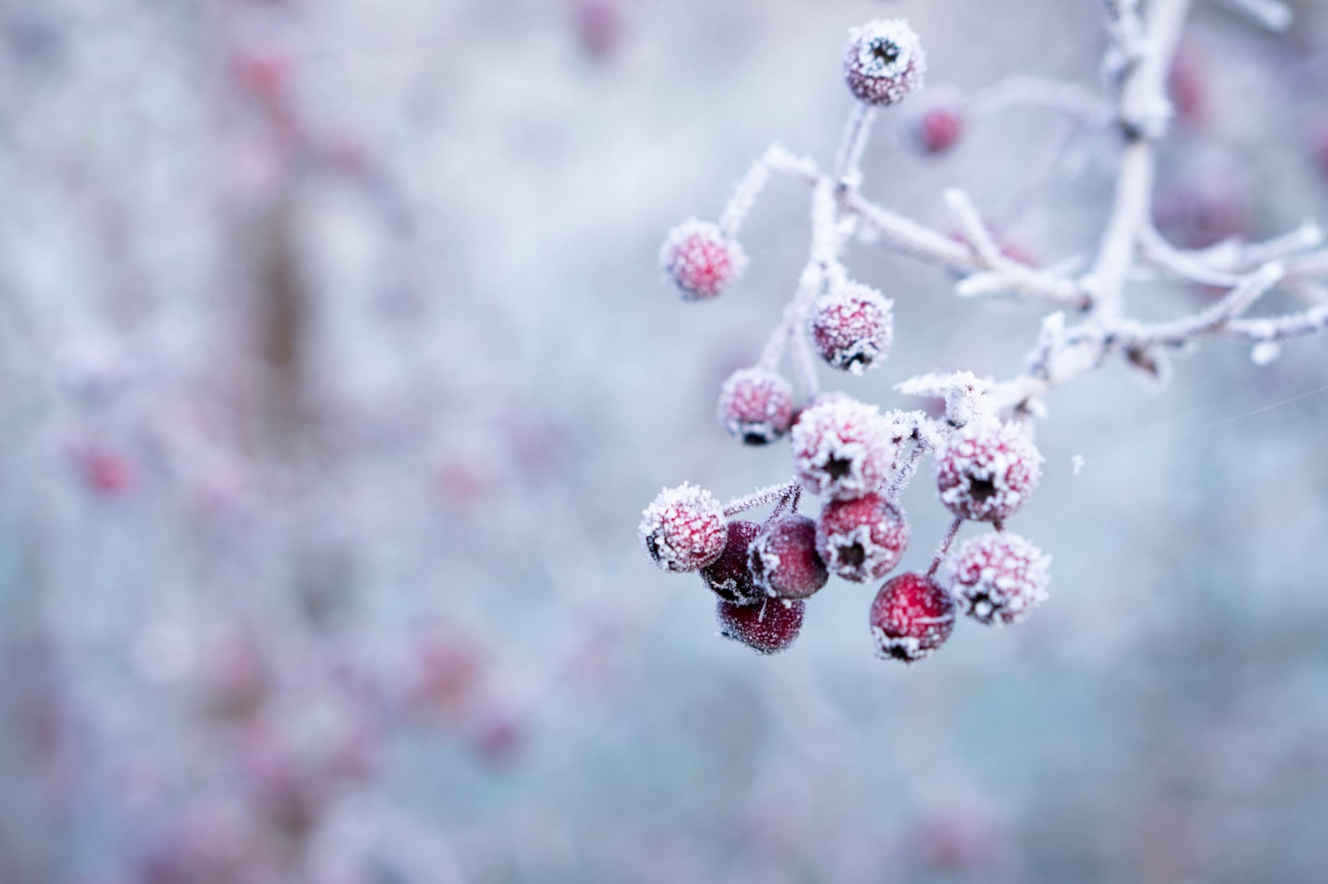 frozen red berries on a tree