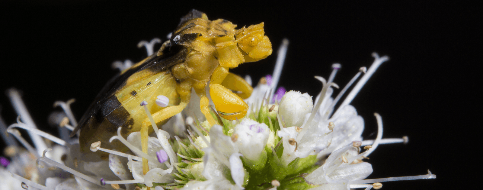 A jagged ambush bug crouches on a flower against a dark background