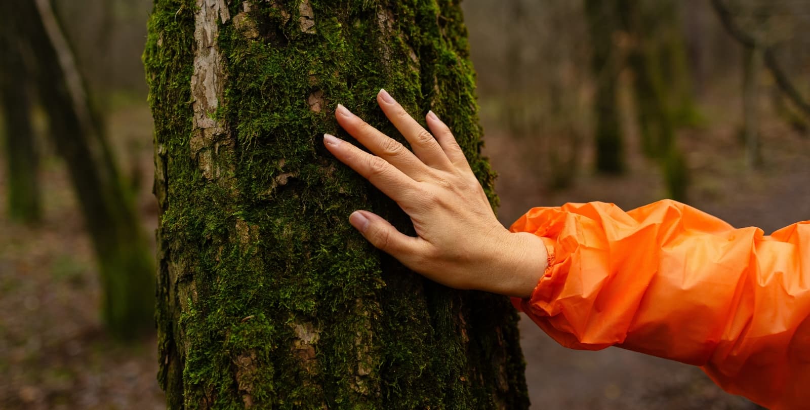 A woman's hand touches moss on a tree in the forest.