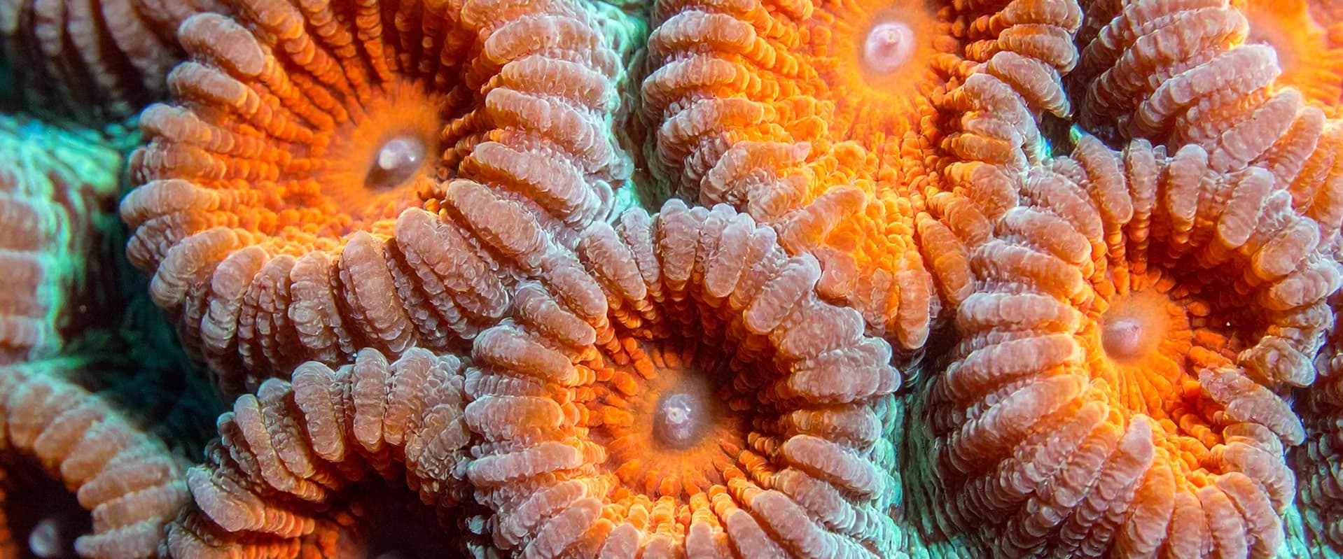 up close image of coral polyps