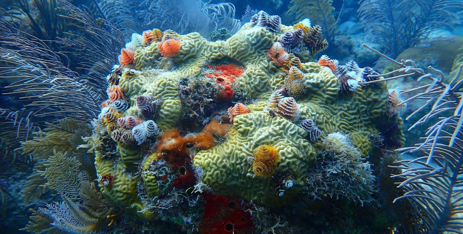 Colorful Christmas tree worms growing in coral.