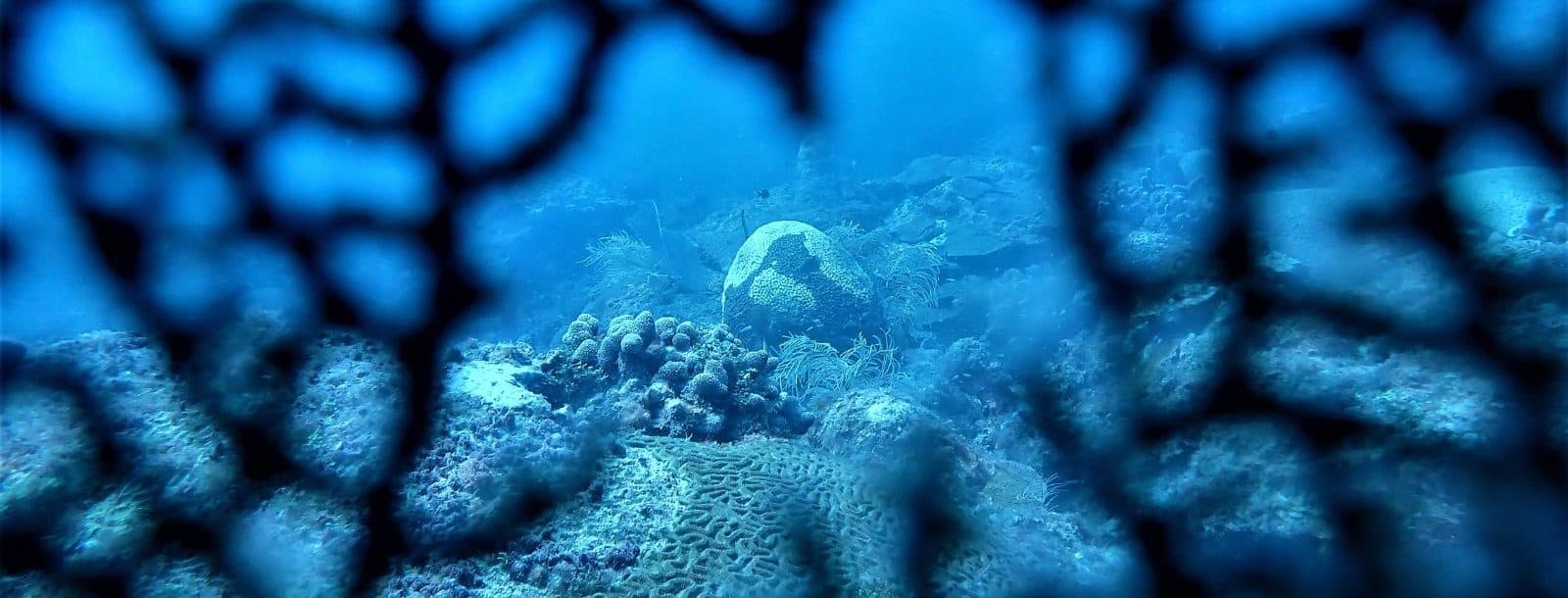 Spotted, diseased coral seen at a distance, through a spiderweb of sea fan.