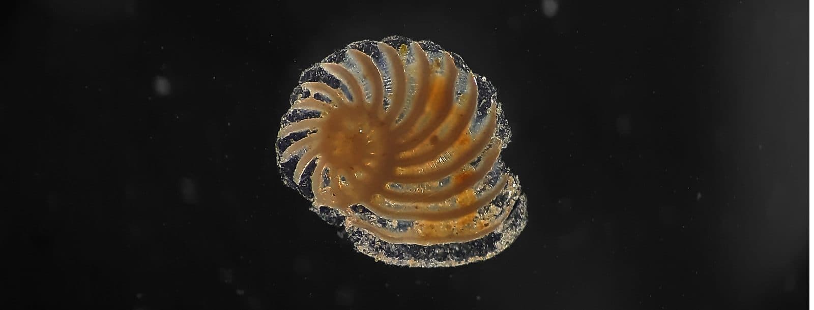 A small shell against a dark background. The shell looks like a wheel with curved spikes coming off of it.