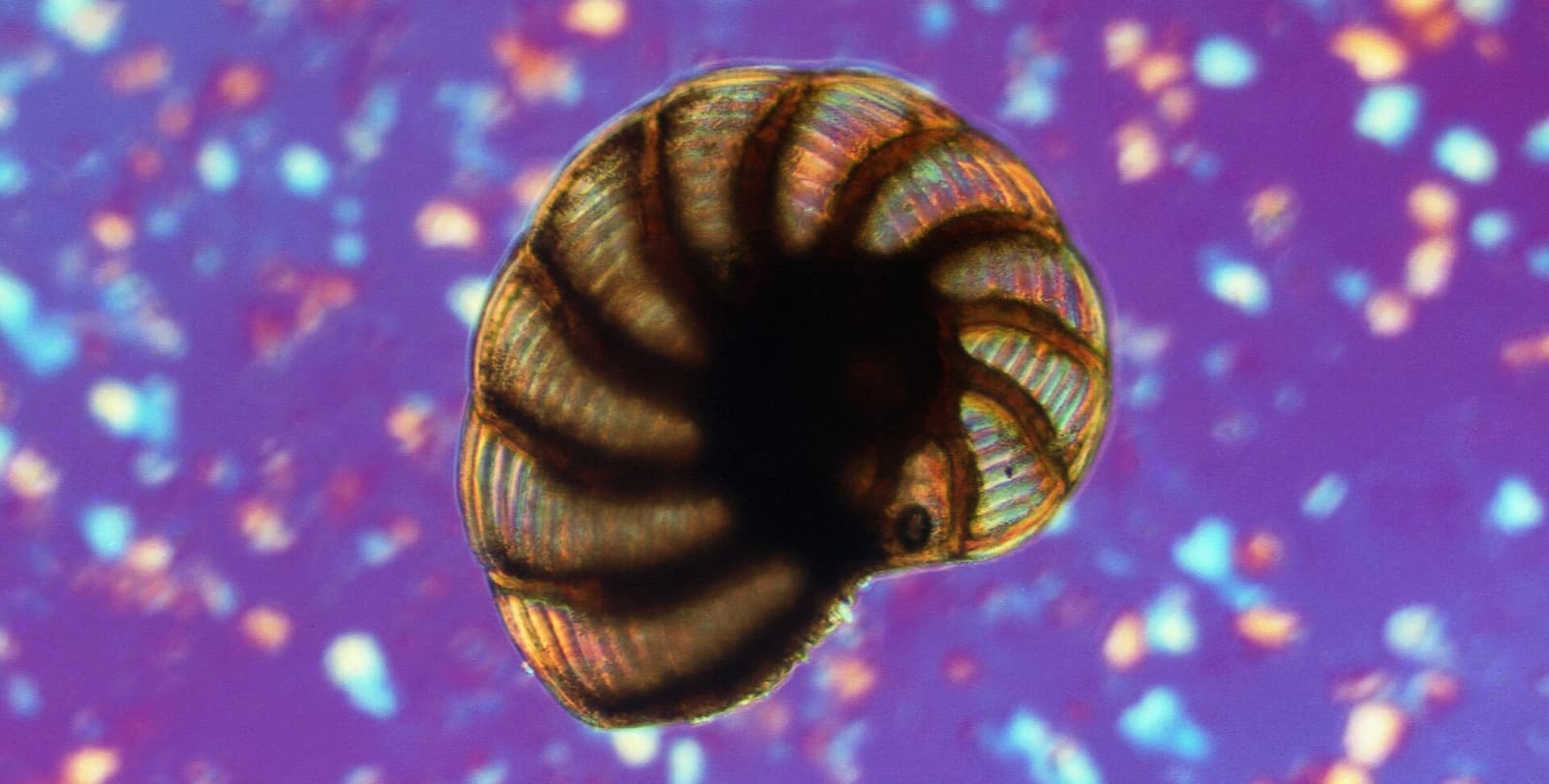 A tiny creature with a shell and an eye under a microscope.