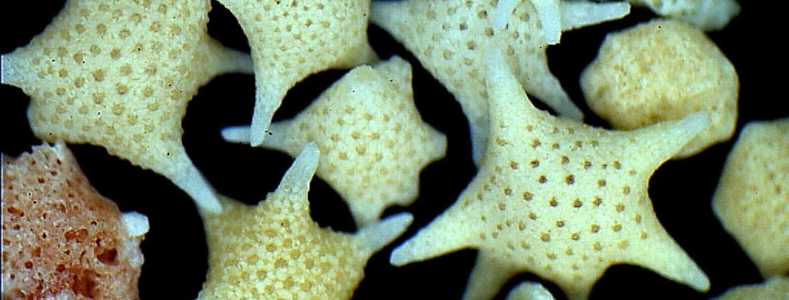 Close-up image of sand grains shaped like stars.