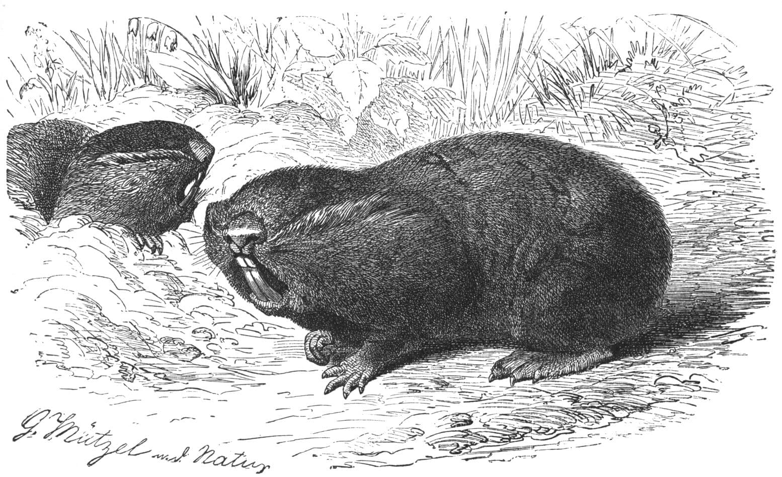 Drawing of two blind mole-rats. The blind mole-rat is a small, hairy animal with large, protruding teeth.