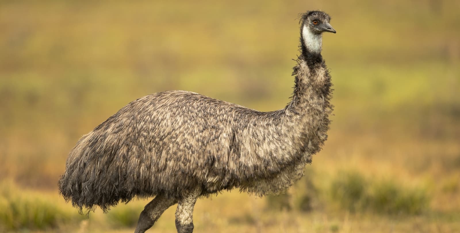 An emu stands in a prairie.