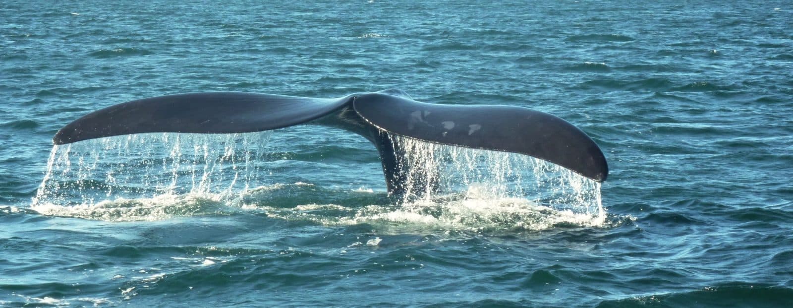 A whale's tail splashes to the surface of the ocean.