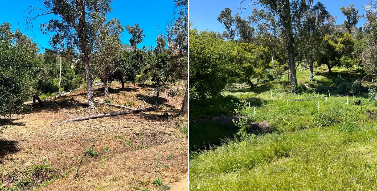 The left side of the image shows a dry, brown landscape before restoration work was started. The right side shows the same landscape, now green and lush after the restoration work.