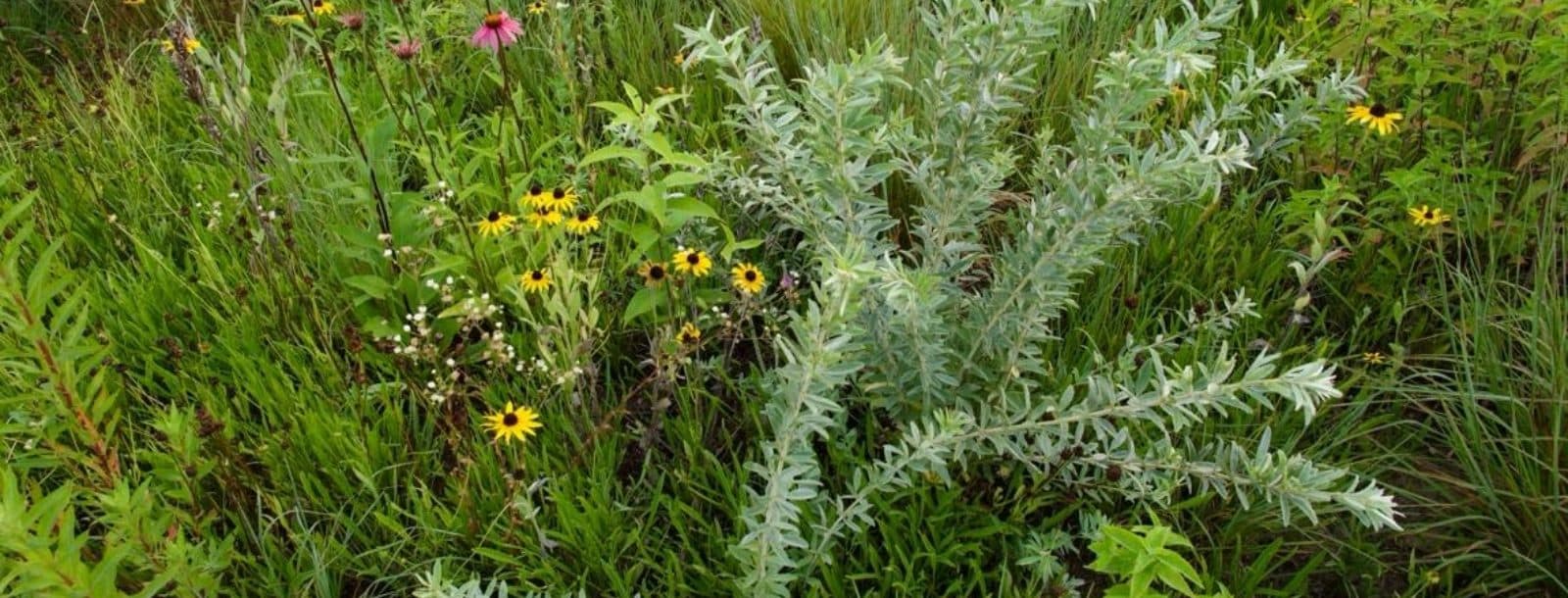 Flowers, clover, and other greenery.