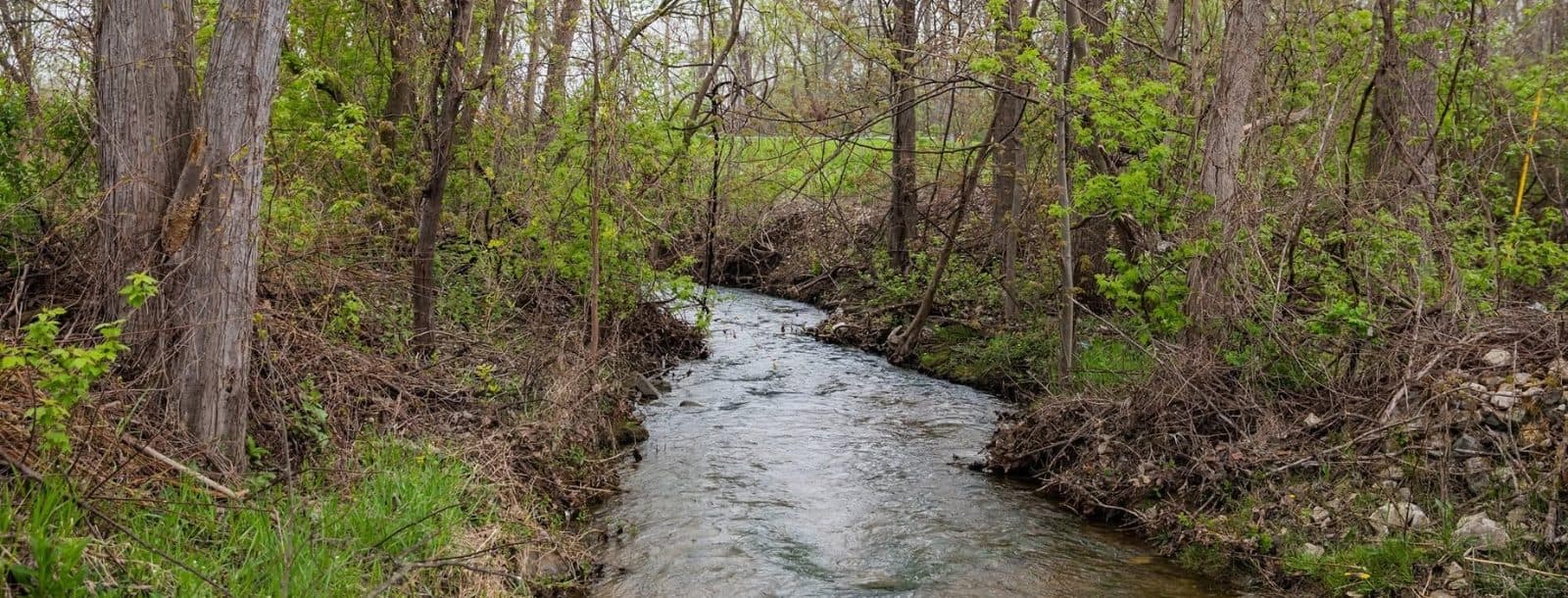 The stream on The Refuge's property; it's a small stream coursing through a green, wooded area.