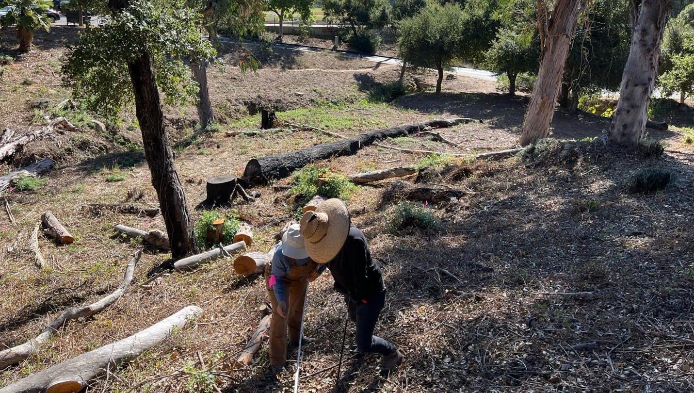 Two researchers survey the site of a past forest fire.