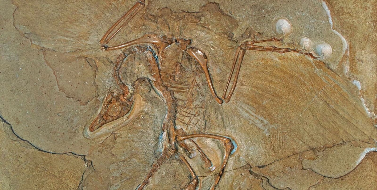 The fossil of a bird-like dinosaur set in stone.