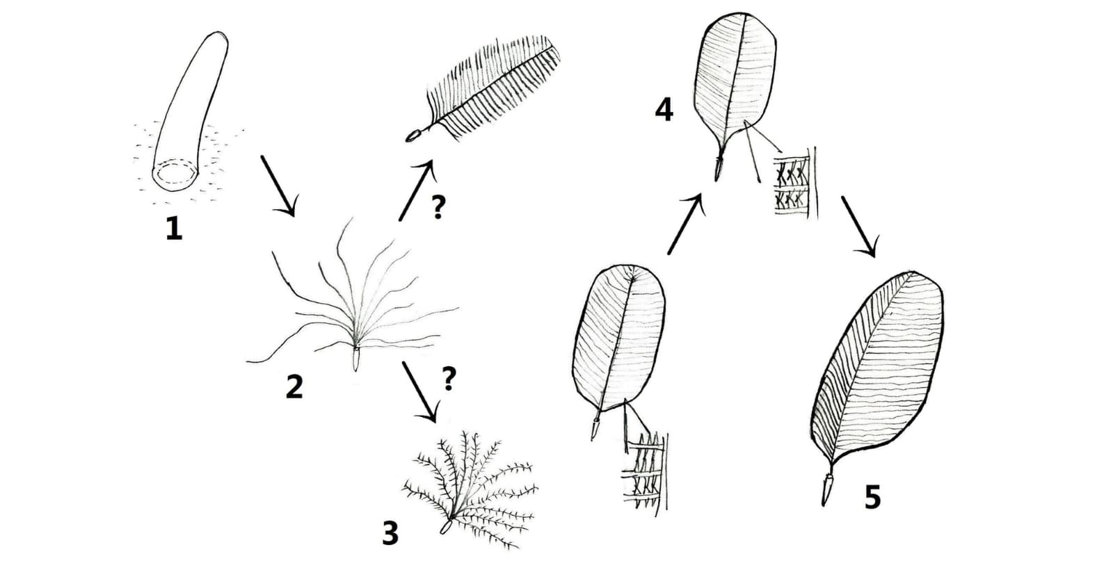 Diagram of feather evolution.