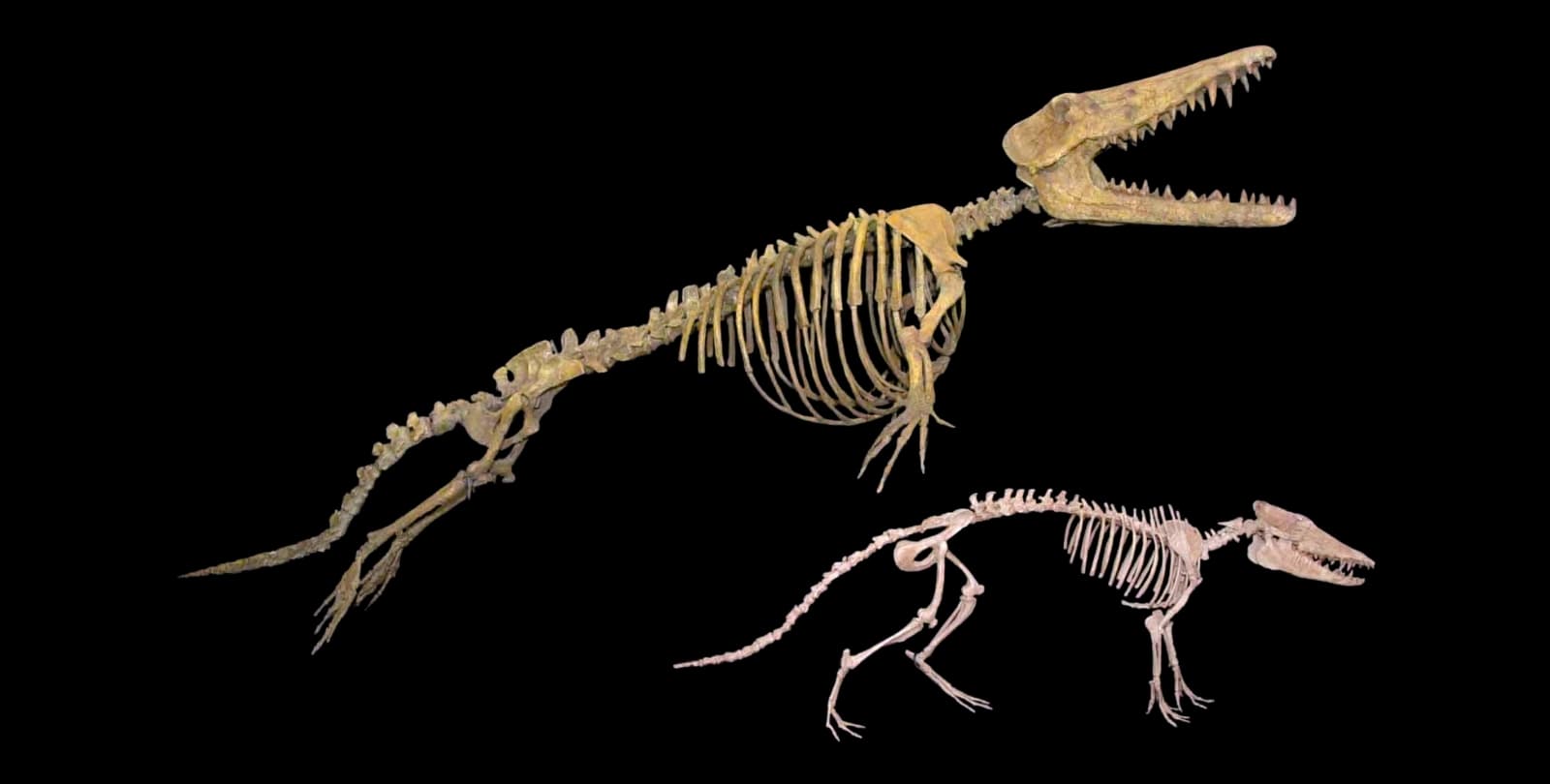 The skeletons of two animals. The first is larger and looks part whale, part land animal, with small arms and legs. The second looks much more like a land animal, standing in a four-legged stance.