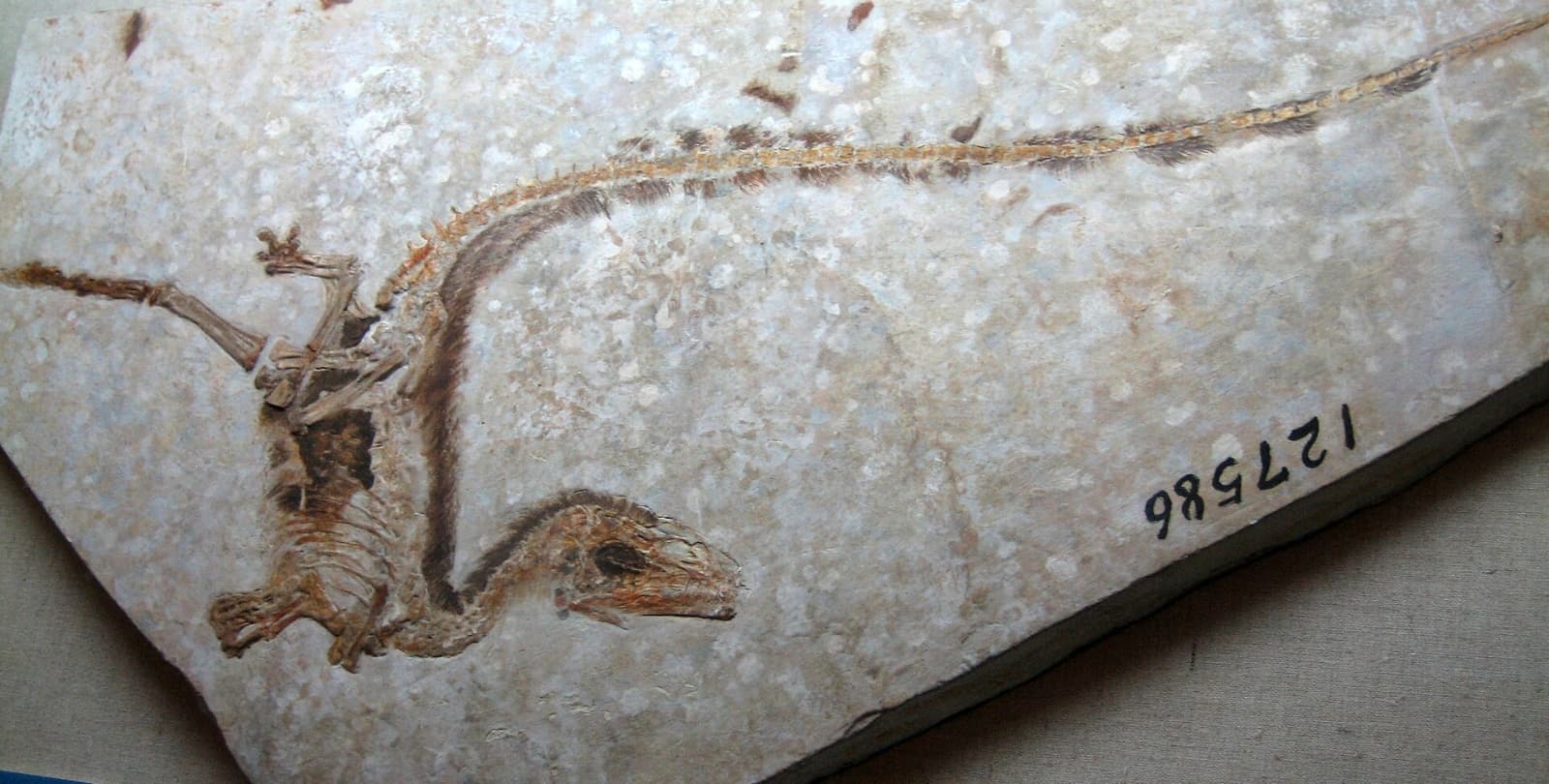The fossil of a small dinosaur set in stone.