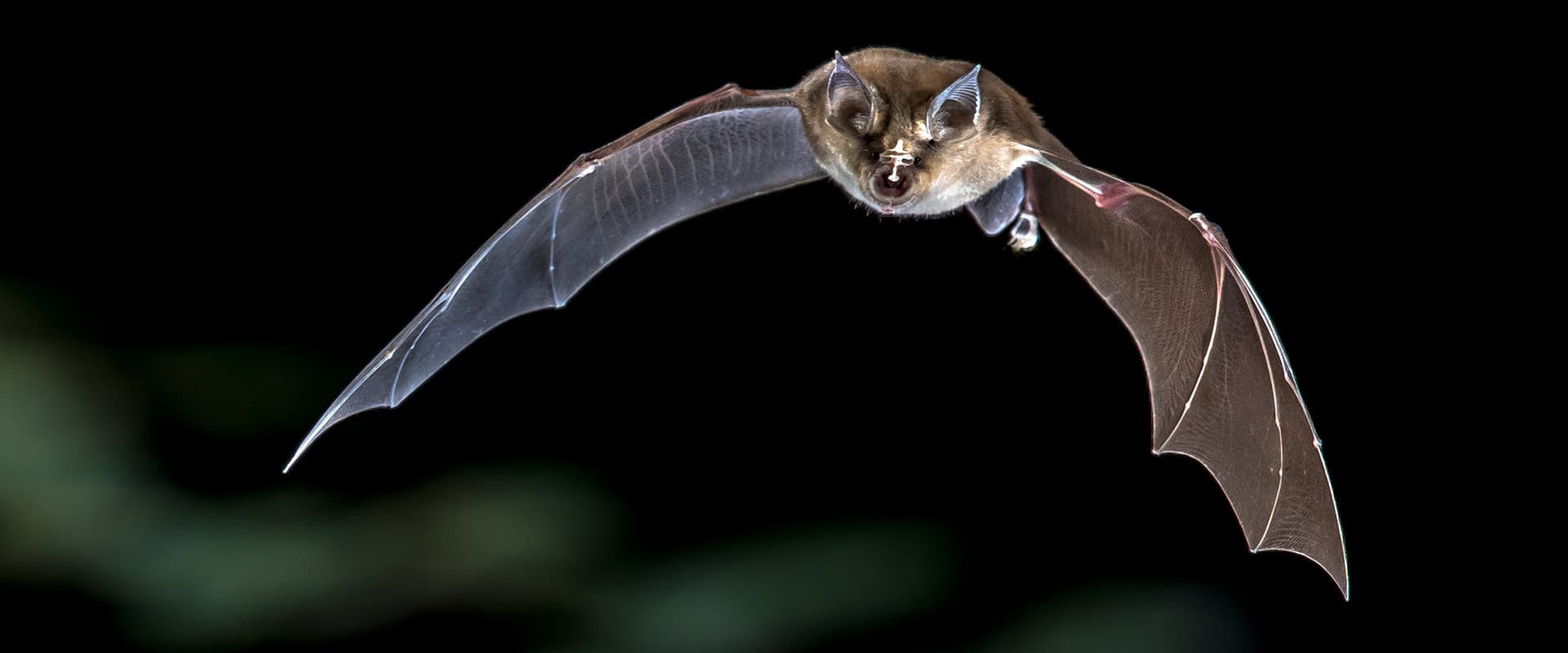 bat in mid flight