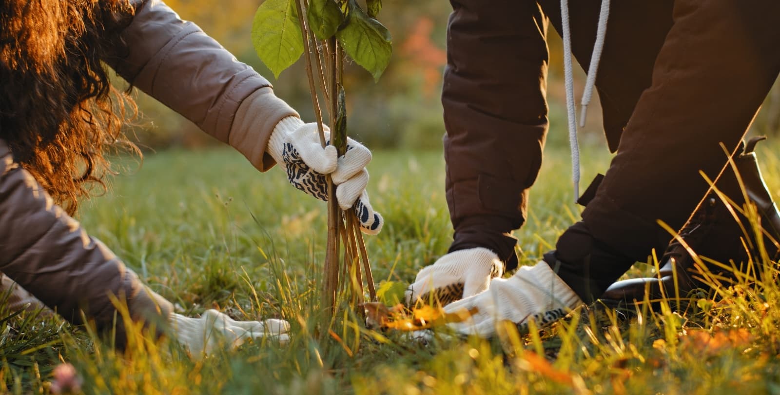 Two pairs of gloved hands work to plant a tree in a grassy meadow.