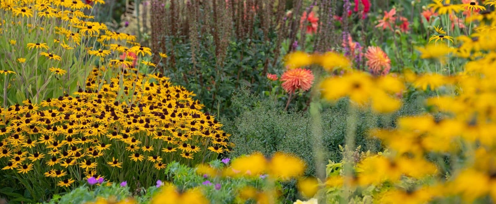 Garden full of bright, vibrant flowers.