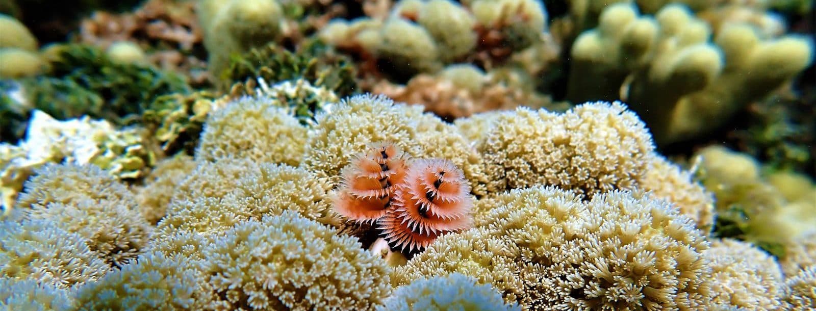 Two cone-shaped worms that look like flowers grow among circular, bush-like coral.