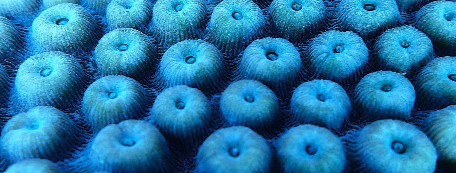 Close-up photo of coral polyps, which look like small raised circles.