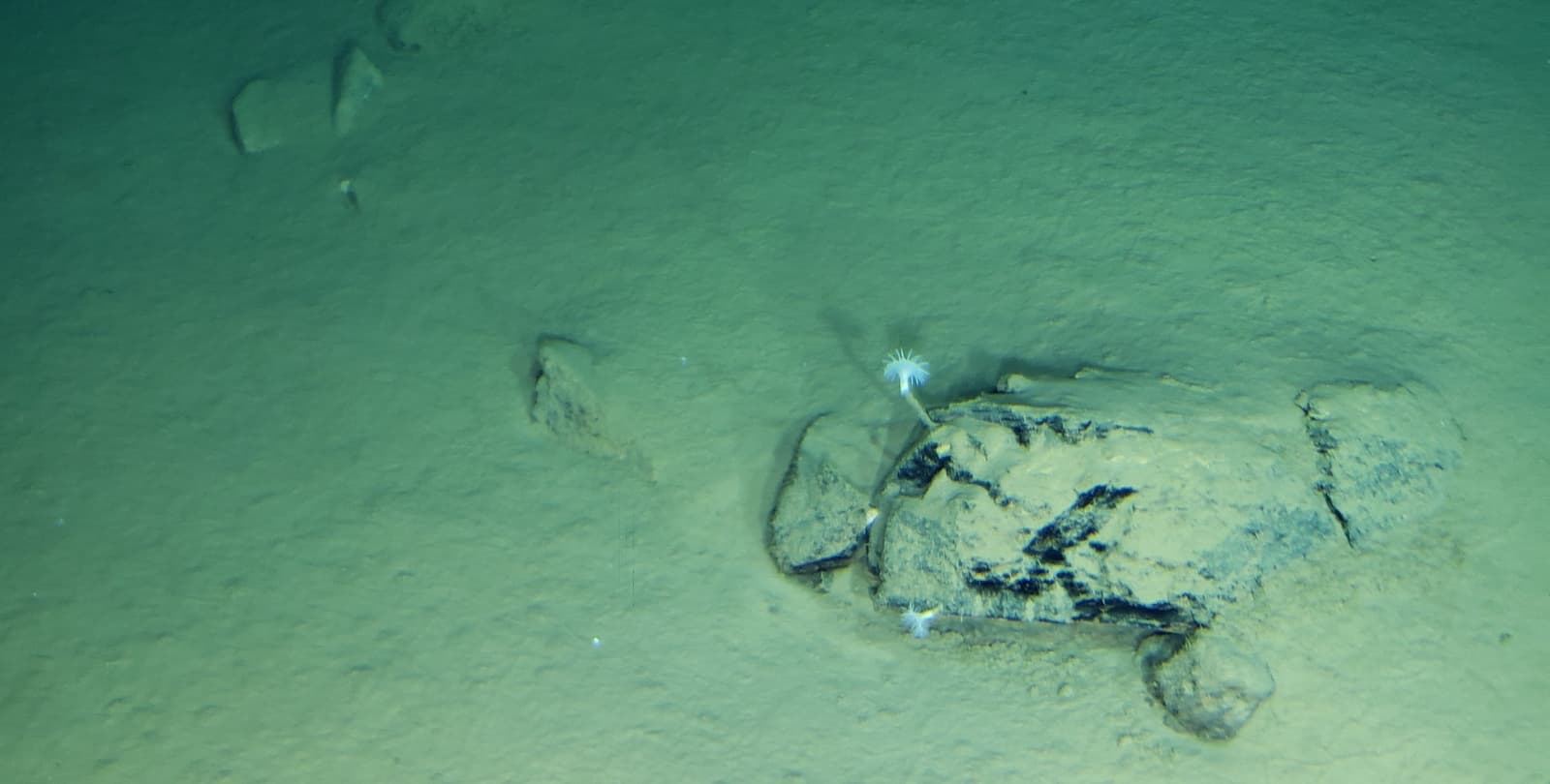 Photo taken at Challenger Deep of a deepsea tubed anemone living among the rocks.