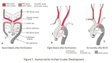 Evolution Circulation Evidences for Evolution: The Heart and Circulatory System of ...