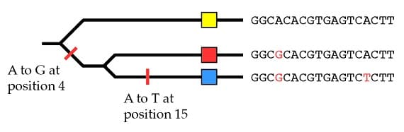 Incomplete Lineage Sorting - BioLogos