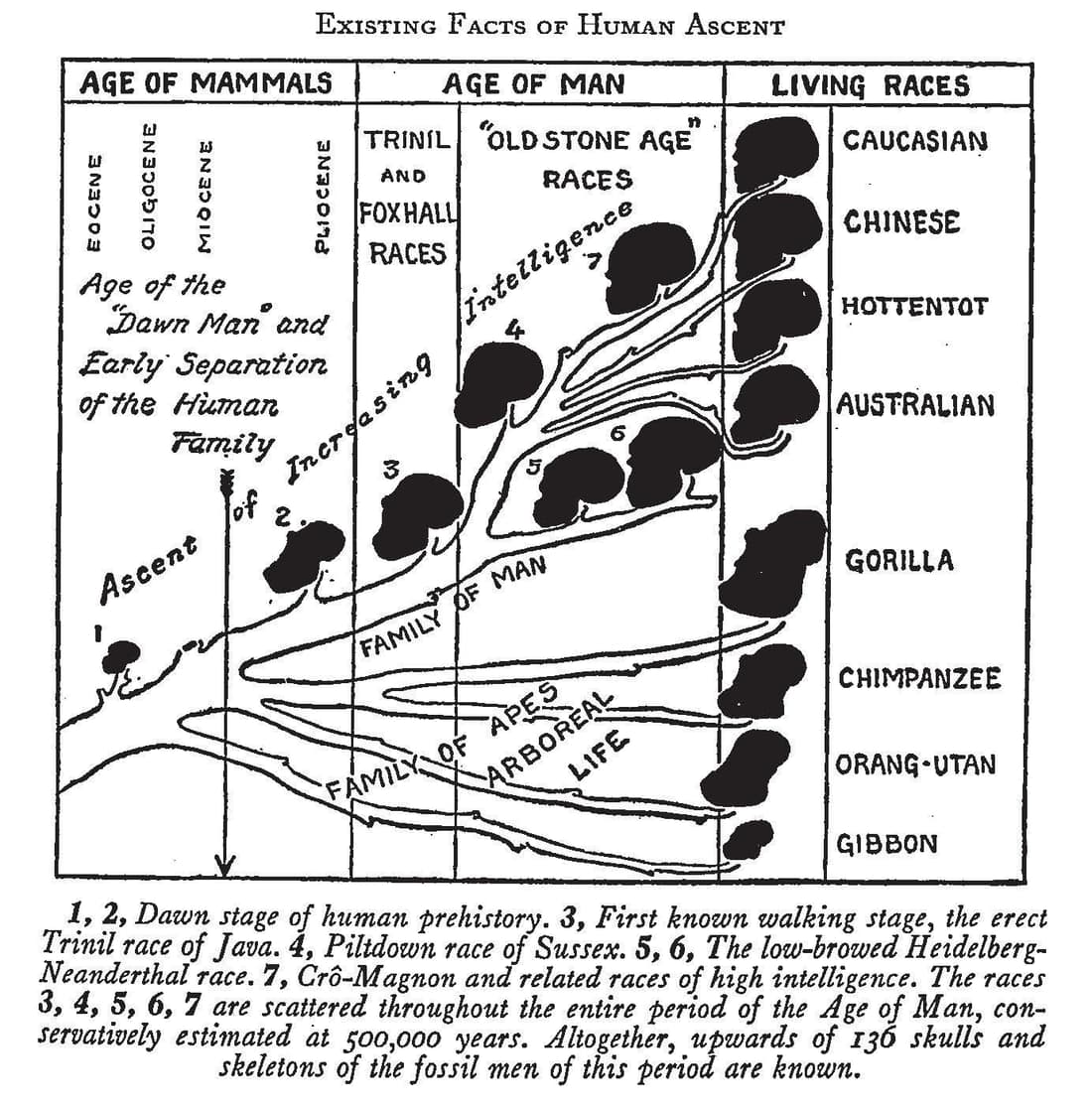 Existing Fact What the Scopes Trial Meant: Bryan, the Protestant Modernists, and ...